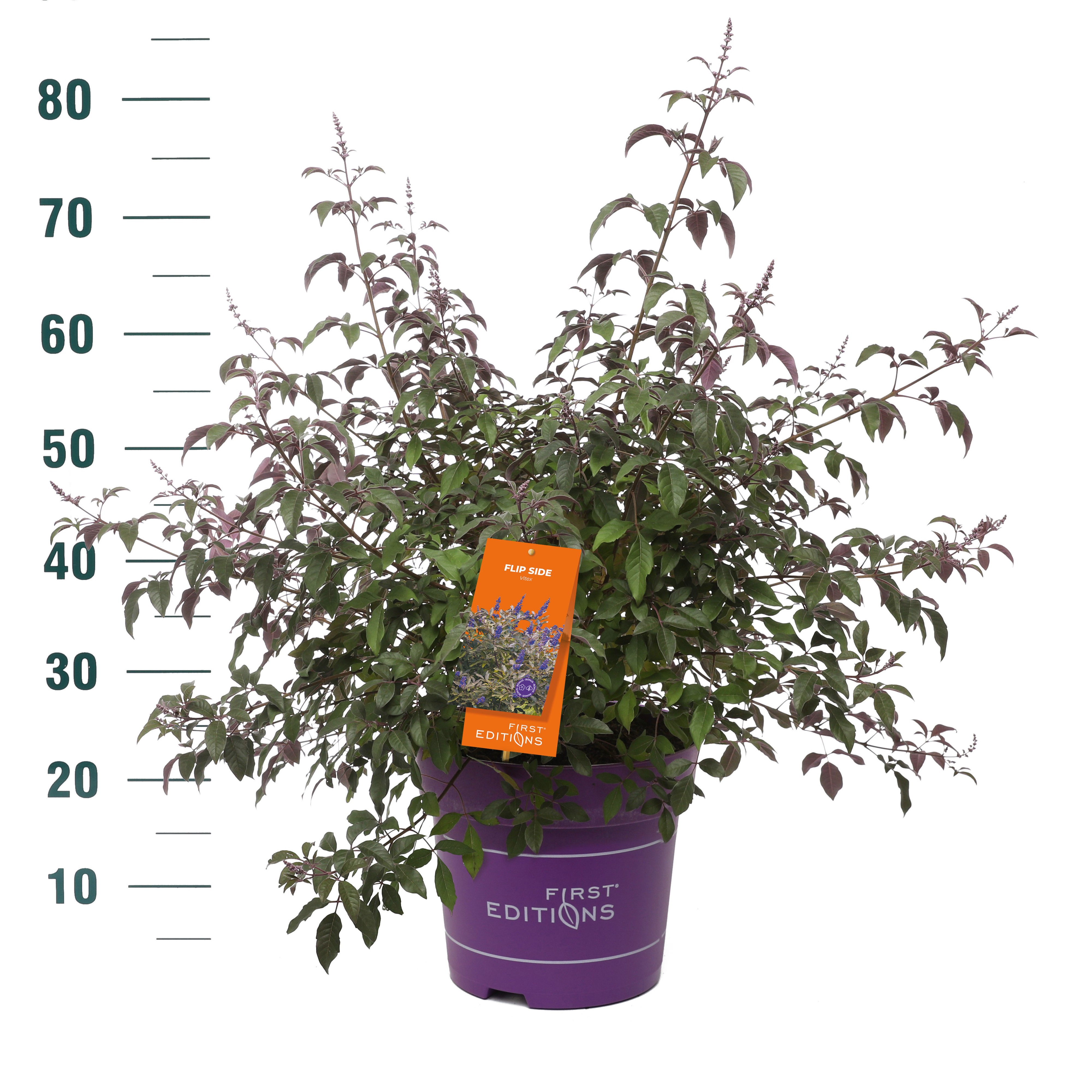 Vitex agnus-castus Flip Side ('Bailtexone')