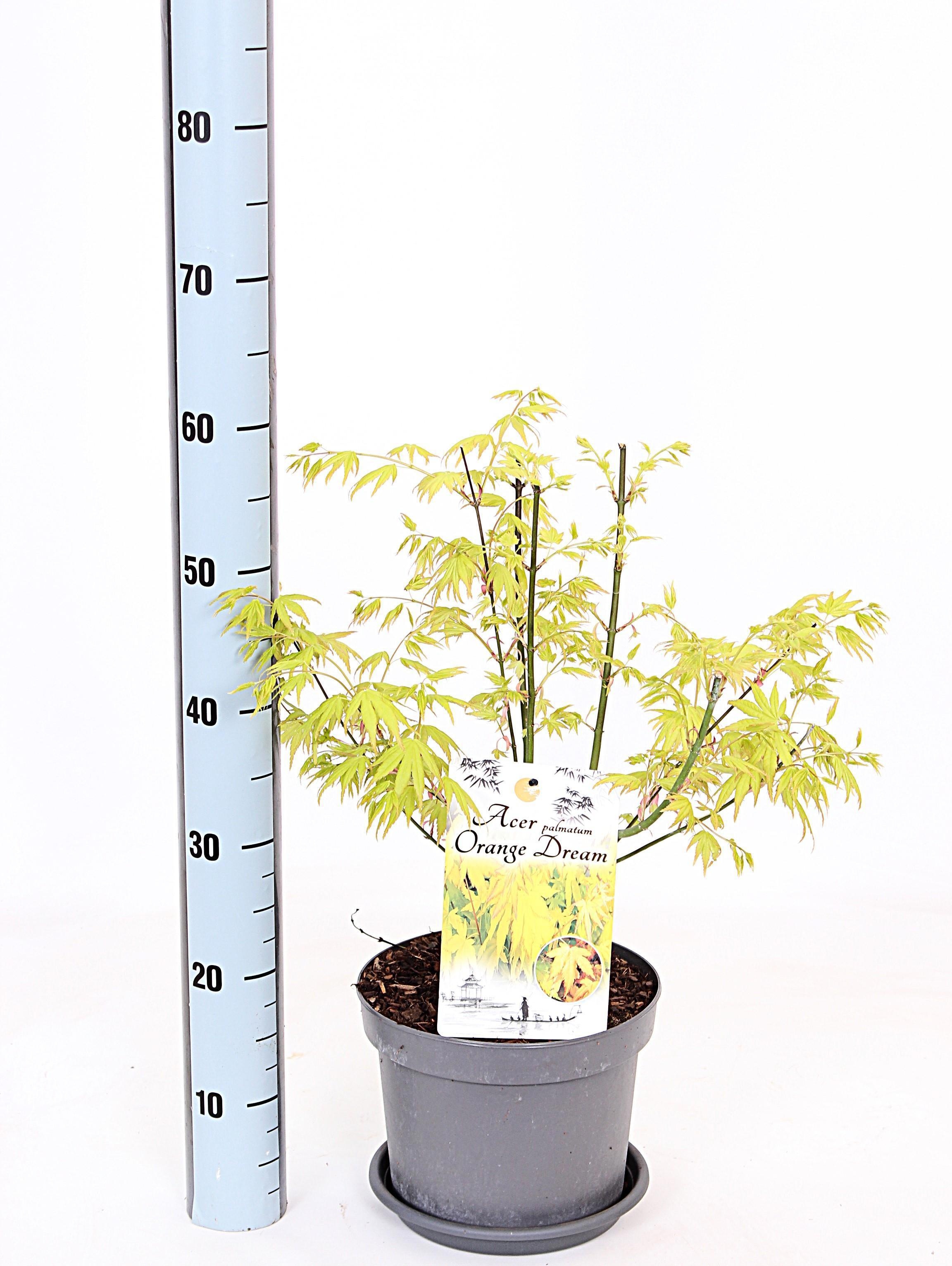 Acer palmatum 'Orange Dream' - Esdoorn