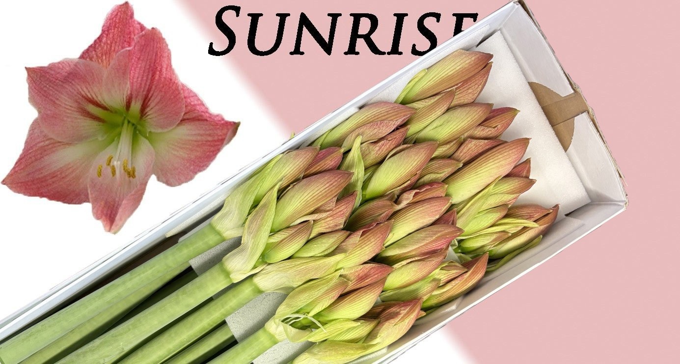 Hipp Ga Sunrise 4bl