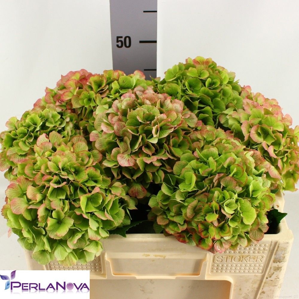 Hydrangea Verena Classic Pink 50cm 15Ø