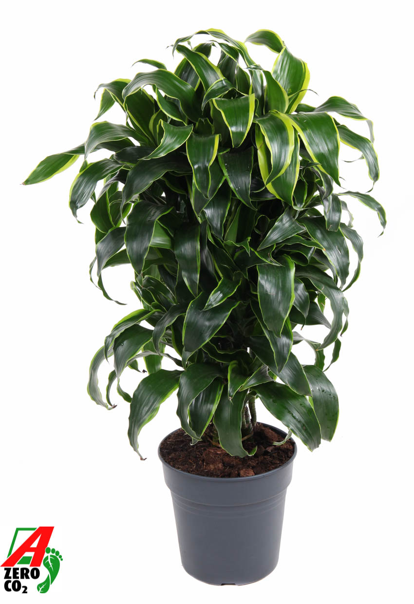 Picture of Dracaena Dorado branched P24 80CM