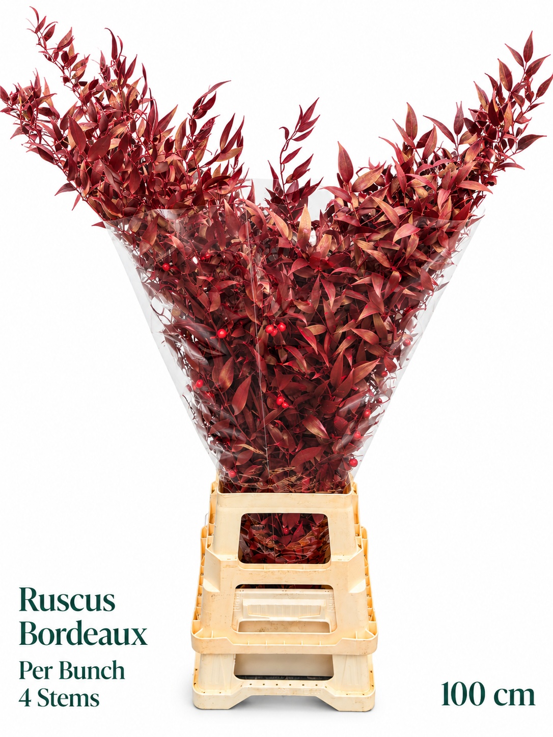 Ruscus Color Treated