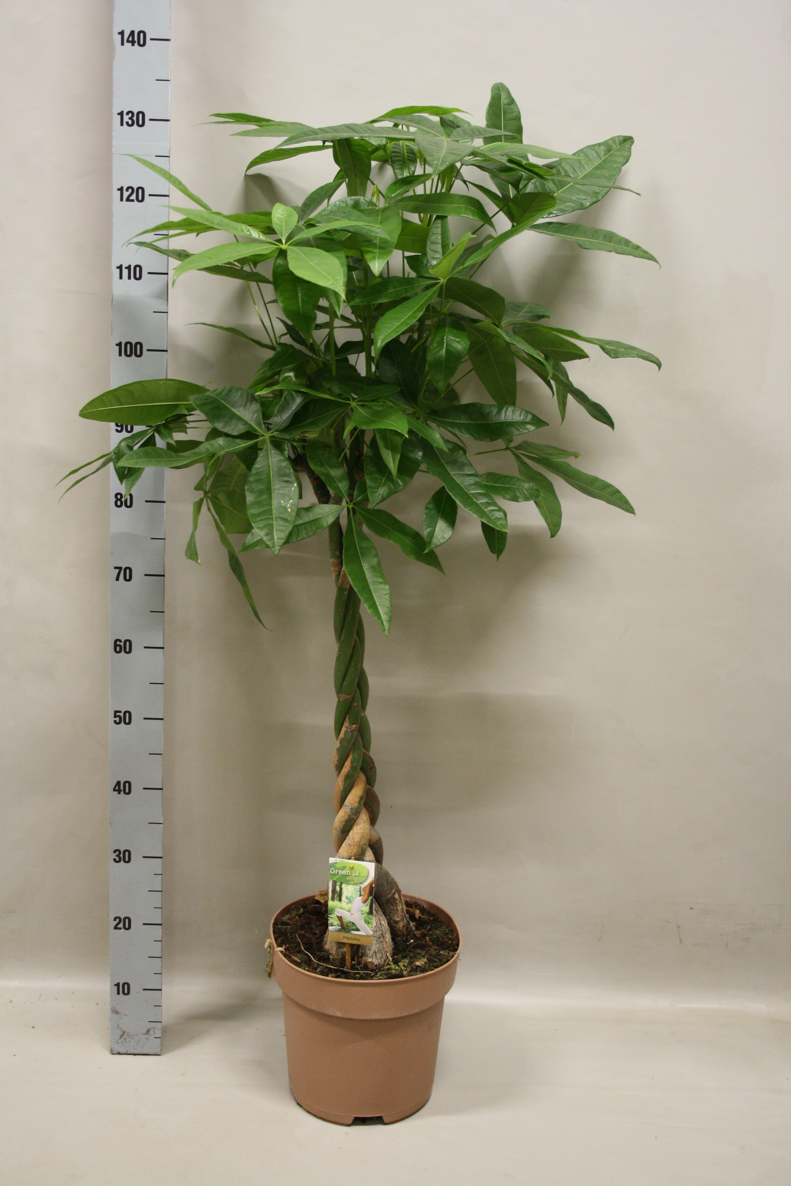 Picture of Pachira aquatica braided stem P27 140CM (LOOSE)