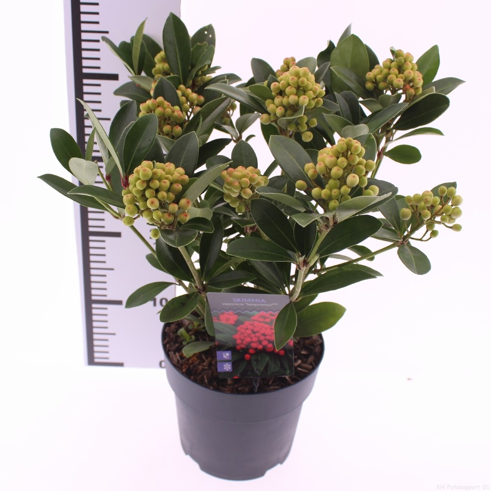 Picture of Skimmia japonica 'Temptation' PBR