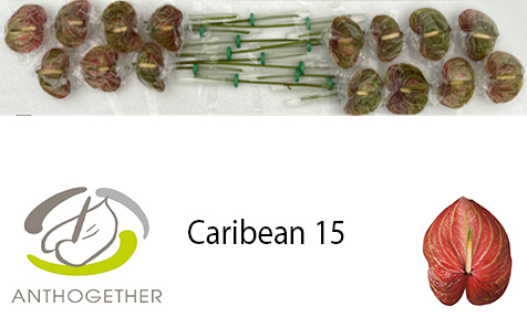 Anth A Caribean