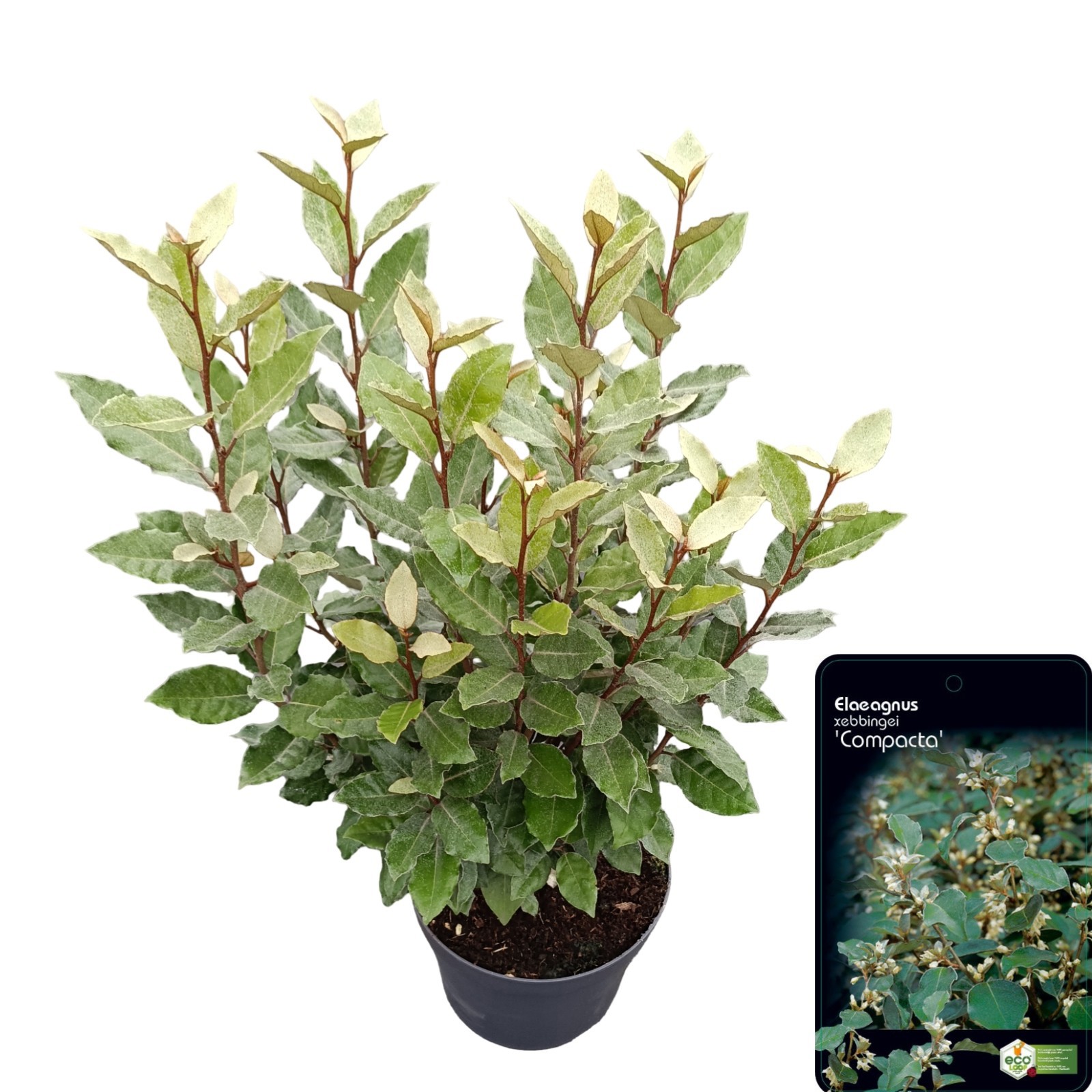 Elaeagnus ebbingei 'Compacta'