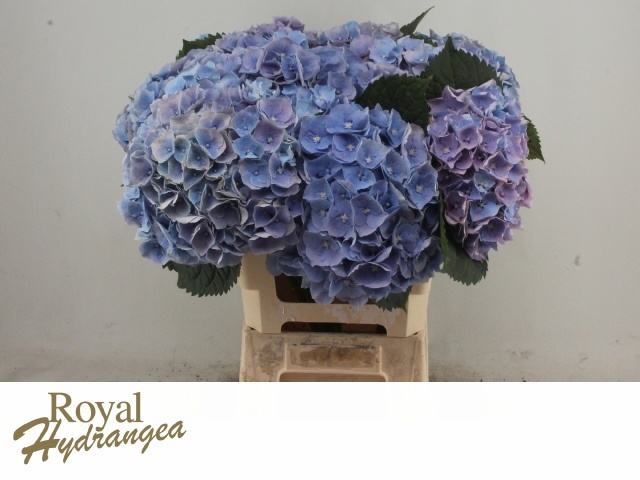 Hydrangea Margarita 60cm 19Ø
