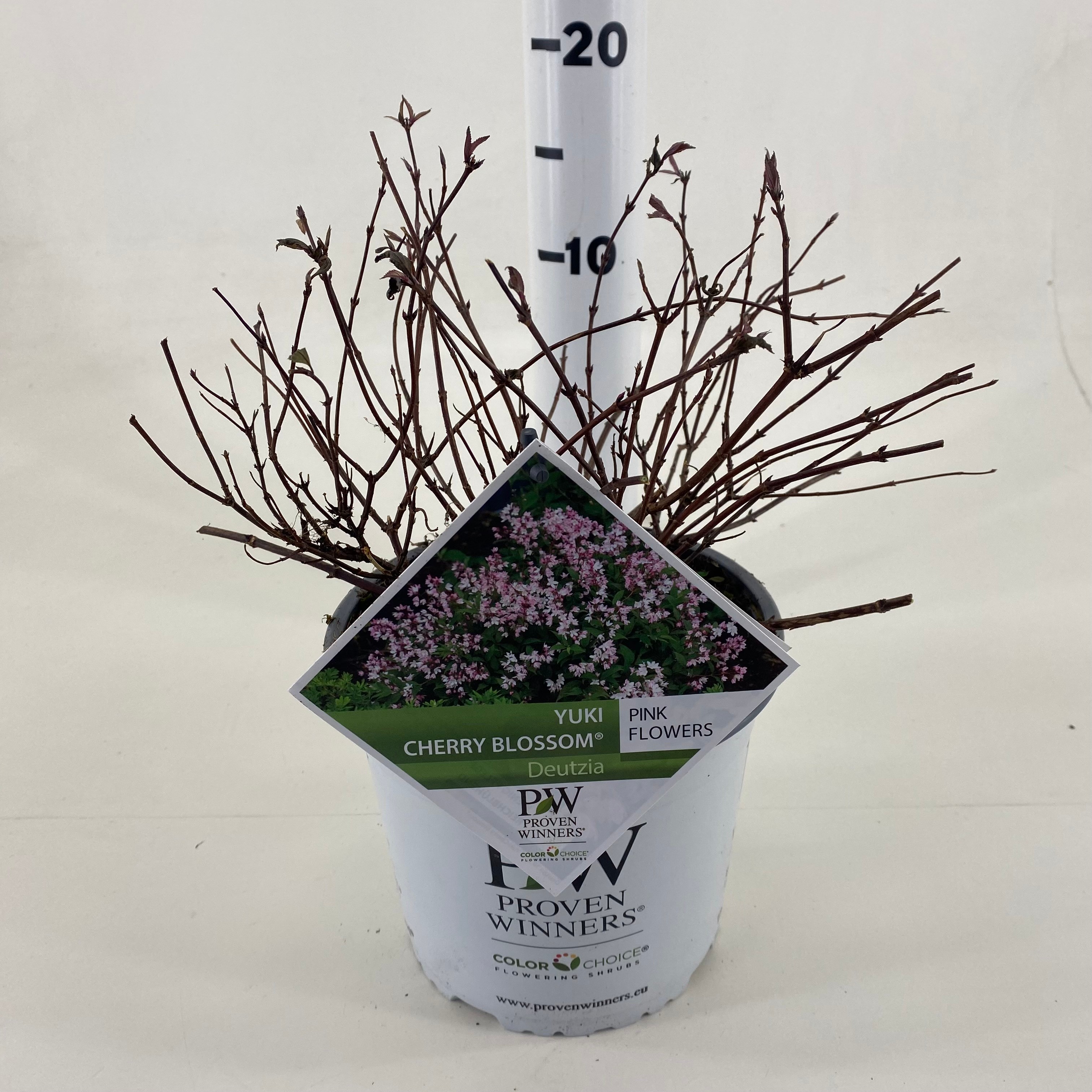 Picture of Deutzia NCDX2 Yuki Cherry Blossom ® P19 (3 Ltr) (LOOSE)