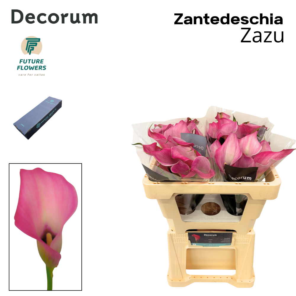 Zant Zazu