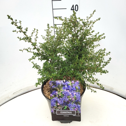 Picture of Ceanothus Puget Blue P29 (10 Ltr) 30/40CM (LOOSE)