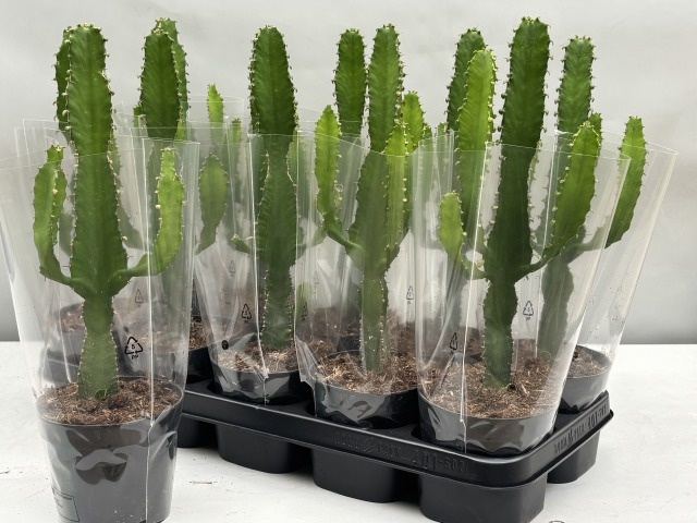 Euphor Candelabrum 12P 35H