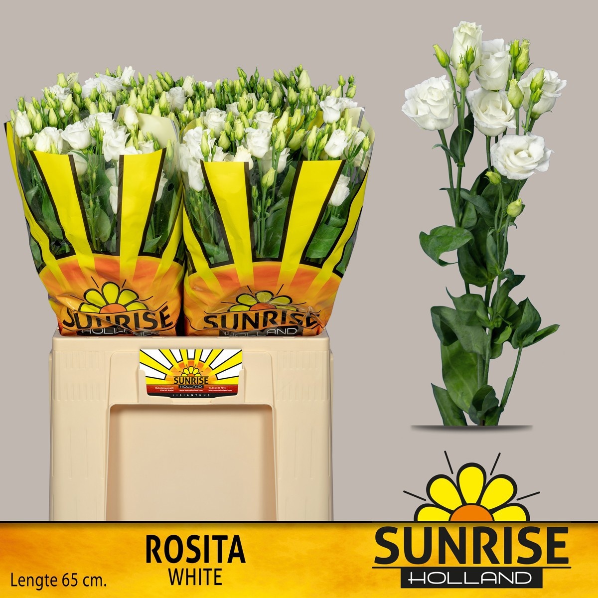 Eus G Rosi White