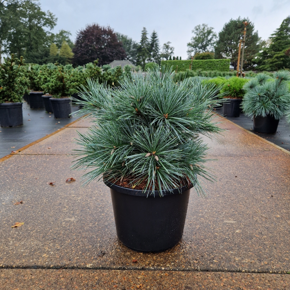 Picture of Pinus strobus Secrest P32 70CM (LOOSE)