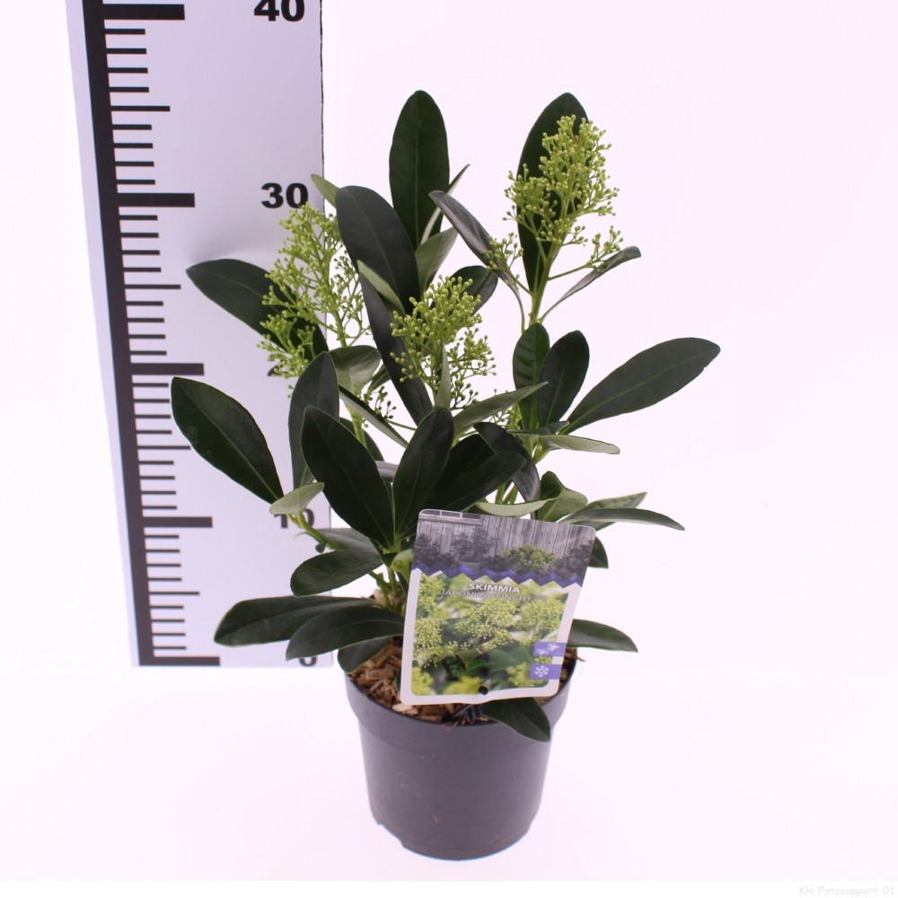 Picture of Skimmia jap. 'Finchy'