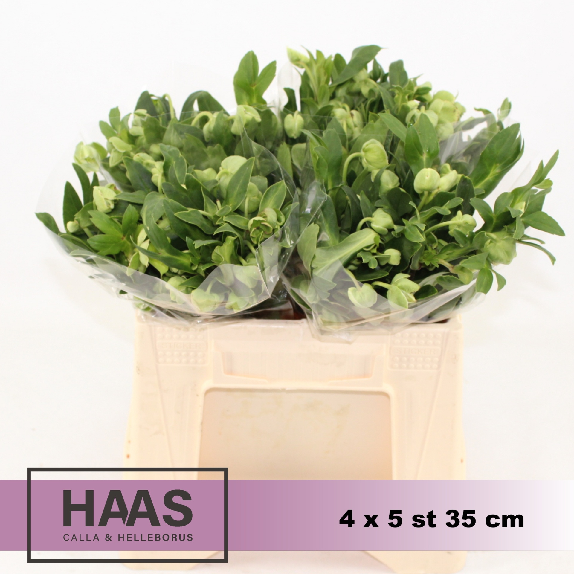 Helleb Magnif Bells