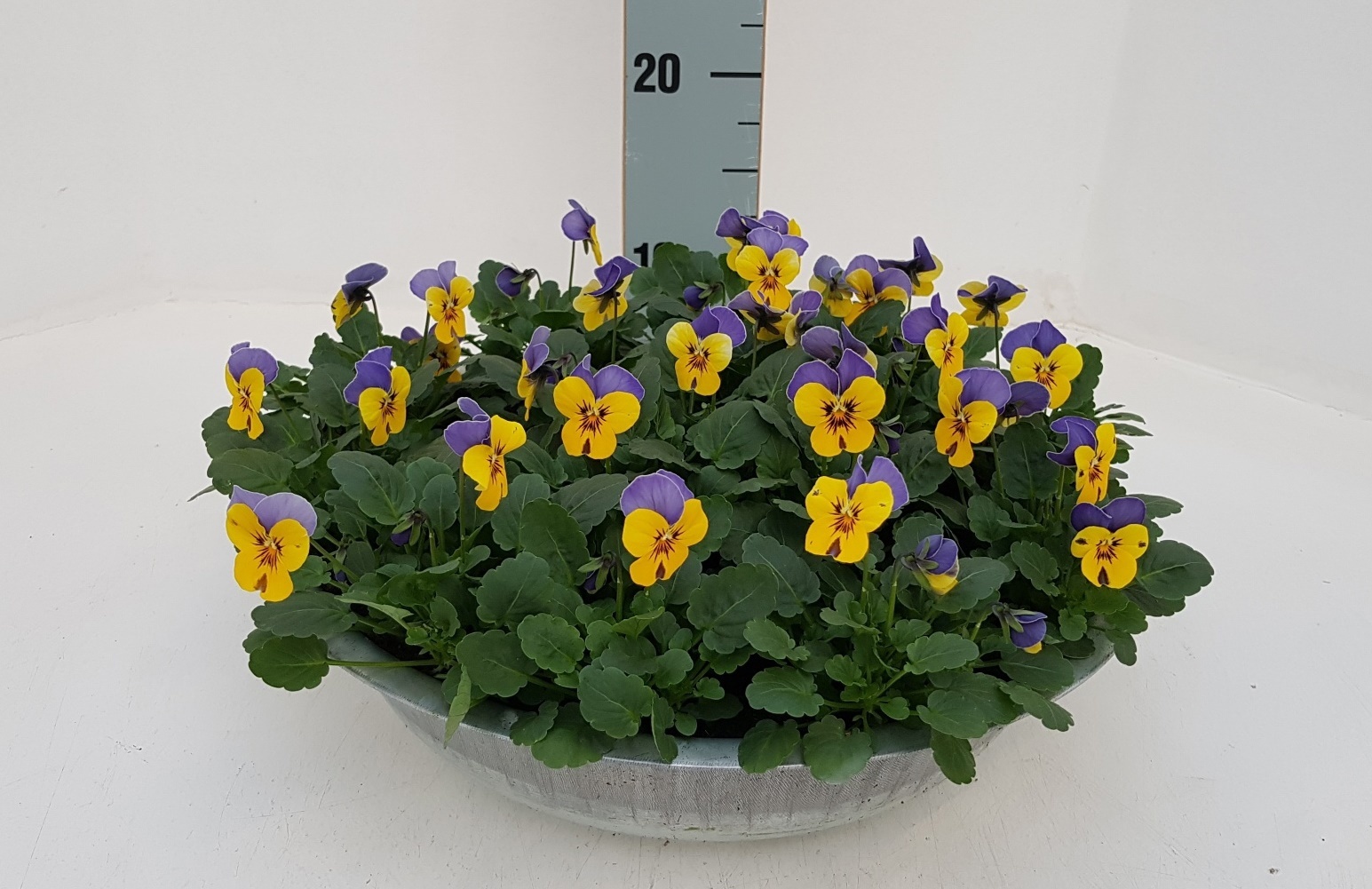 Viola End F1 Bywpw 33Ø 25cm