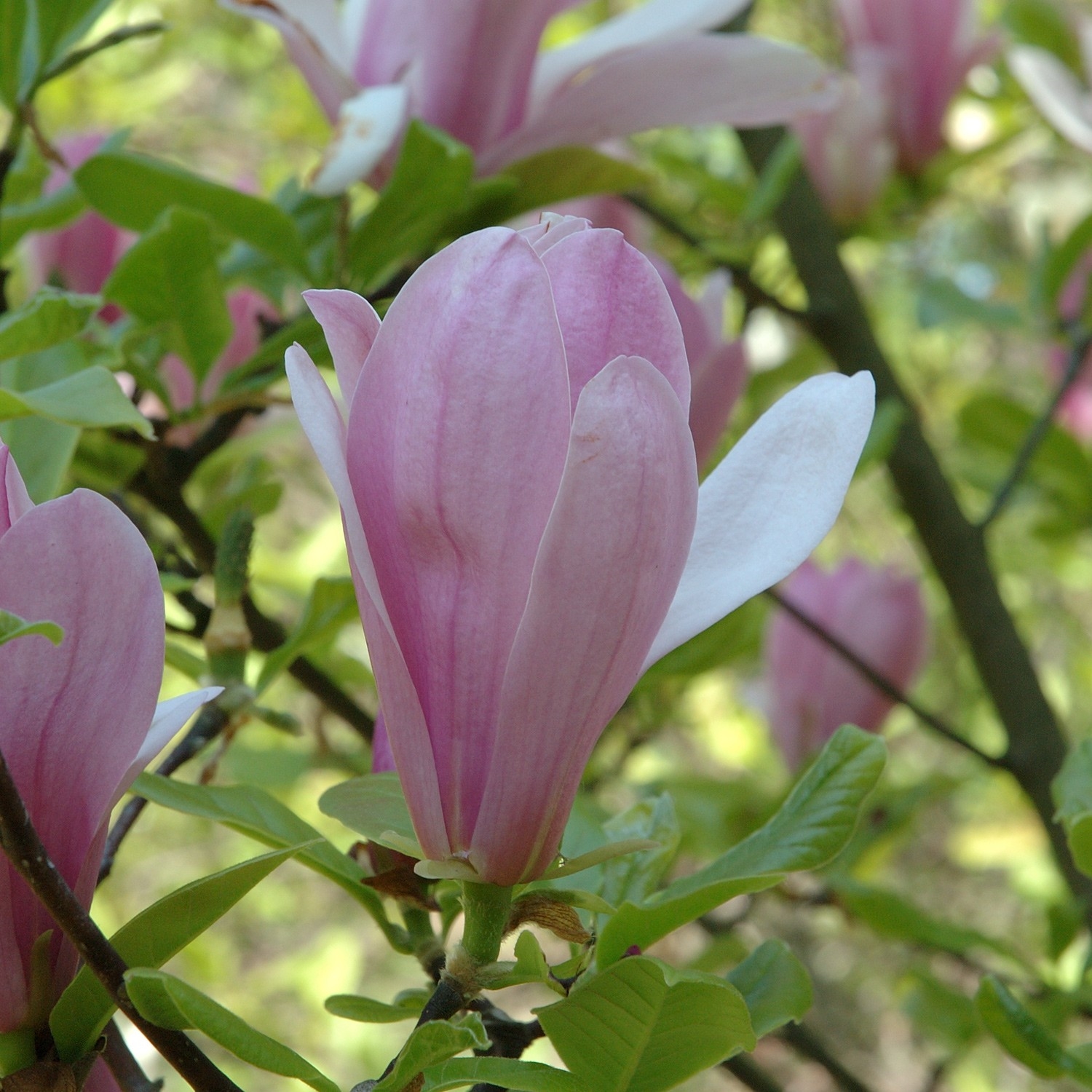 Picture of Magnolia 'George Henry Kern'