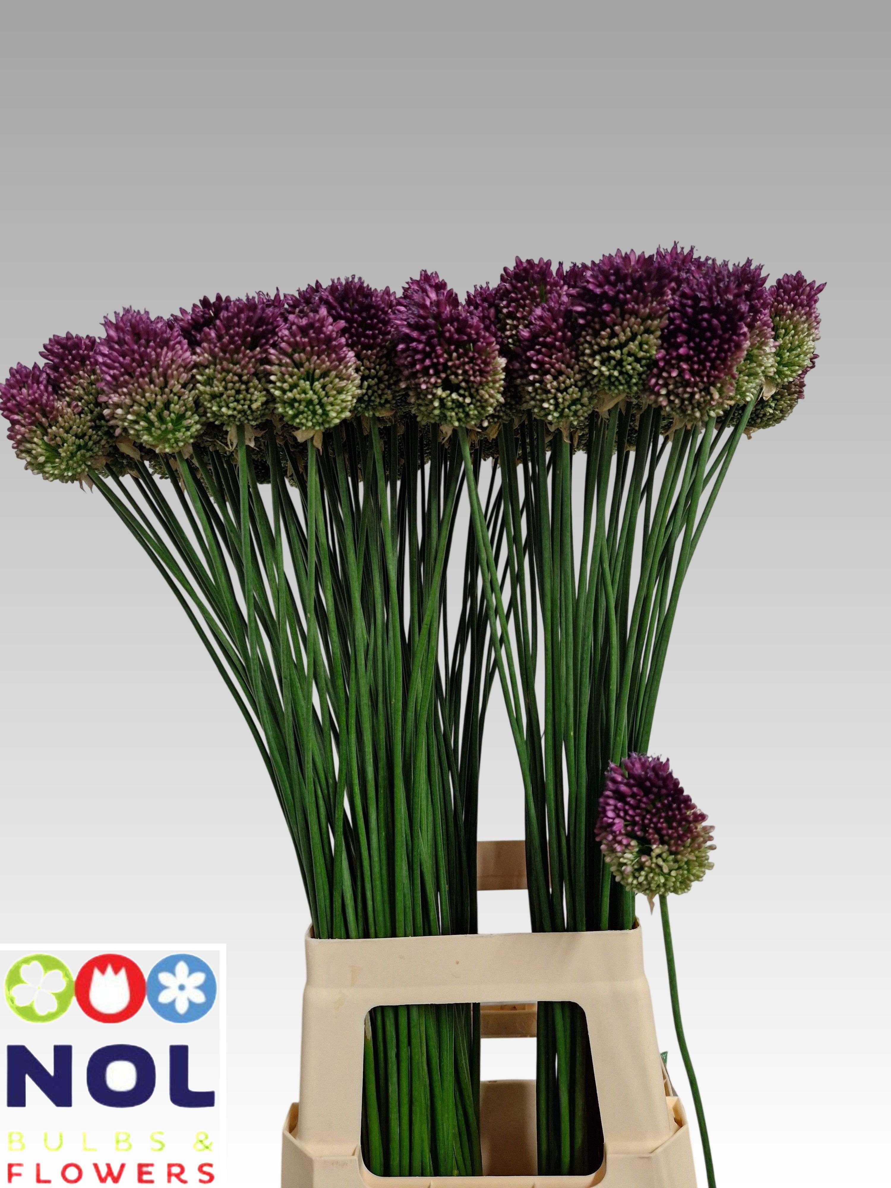 Allium Sphaerocephal