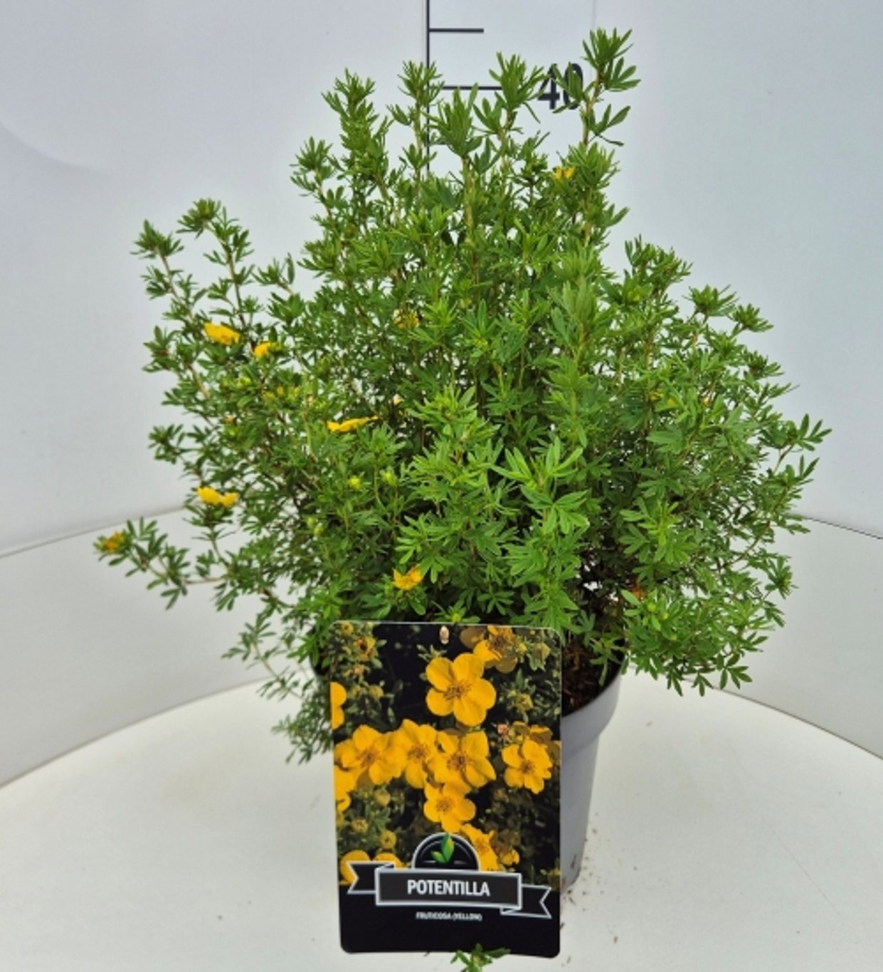 Potentilla f. 'Goldfinger'