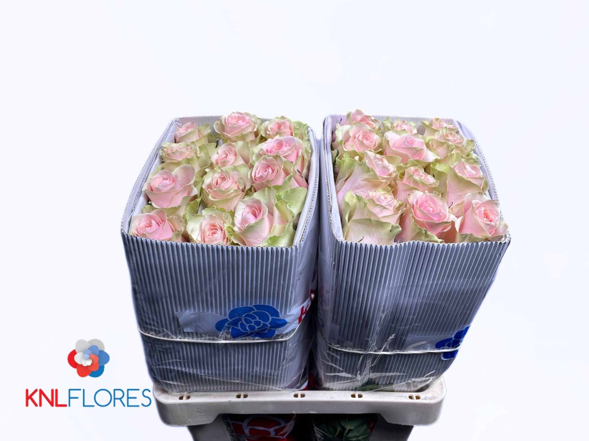 Rosa Frutteto 60cm