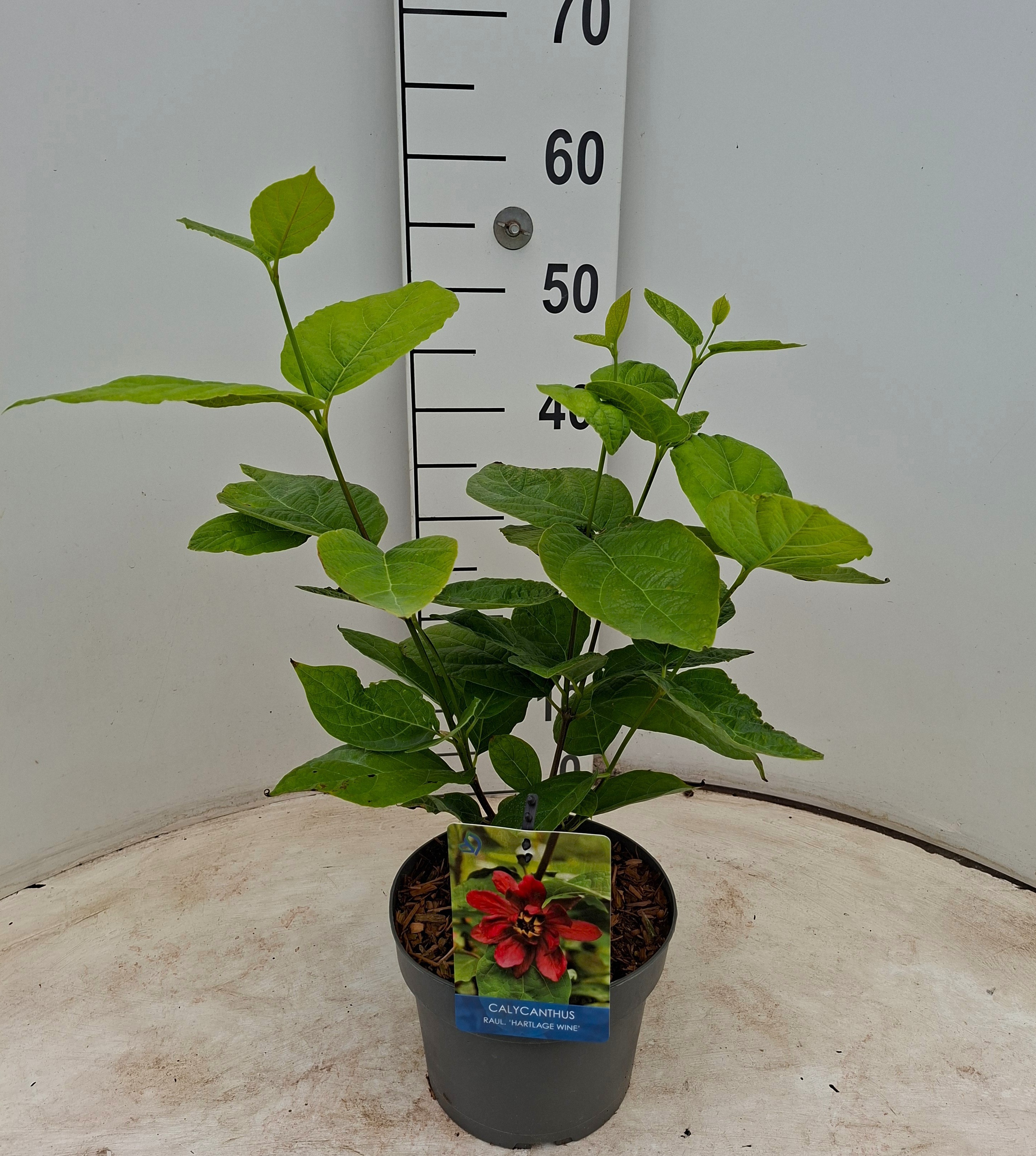 Calycanthus raulstonii 'Hartlage Wine'