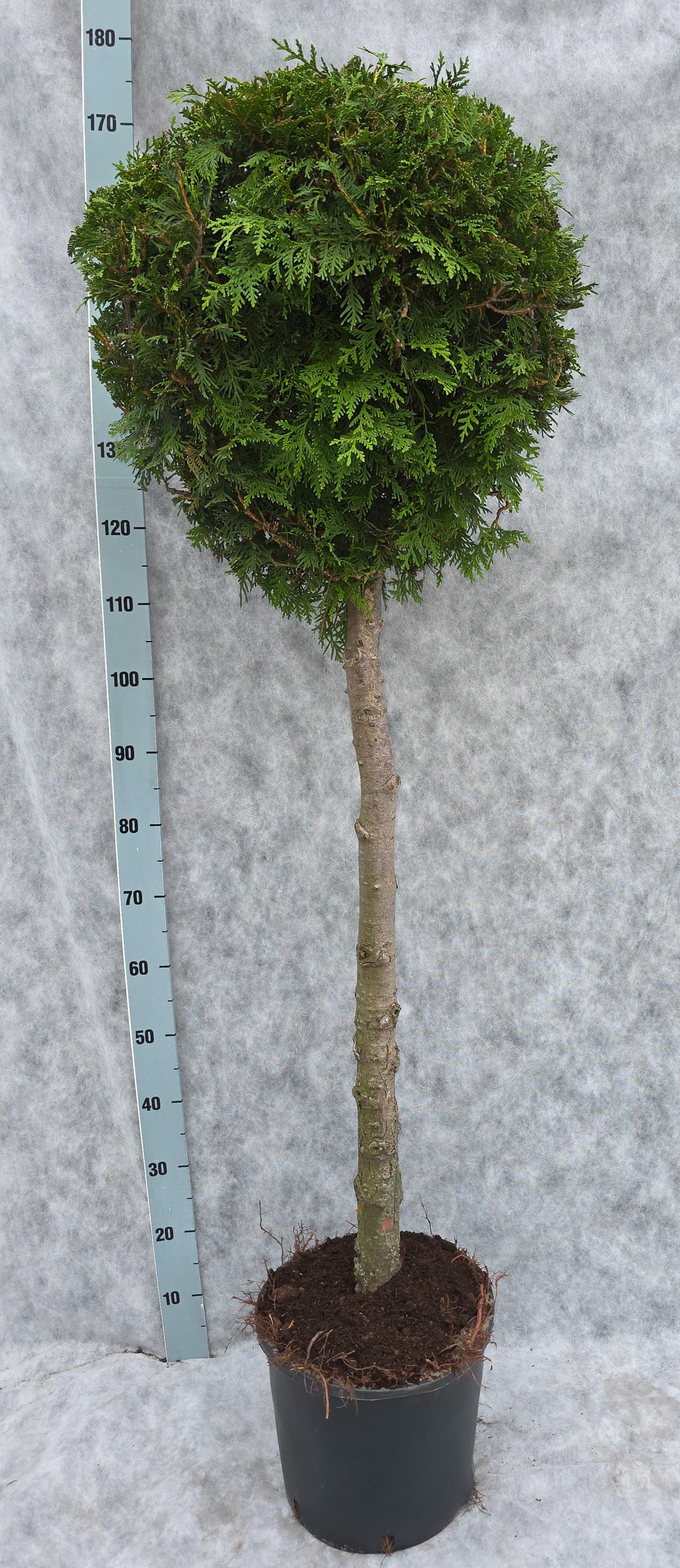ficus benghalensis zimmerpflanze Tipps zur Pflege deiner Pflanze : Calathea orbifolia  PflanzenFuerAlle