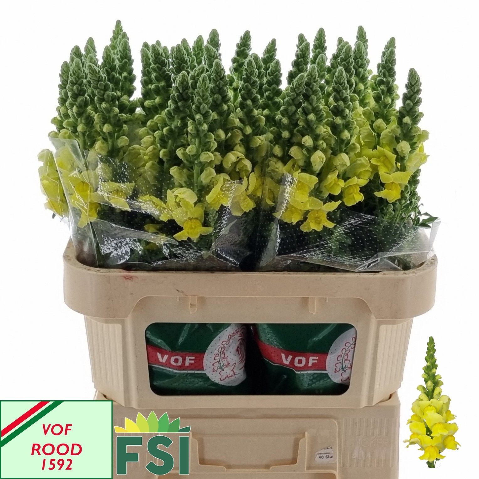 Antirrhinum Legend Yellow 70cm