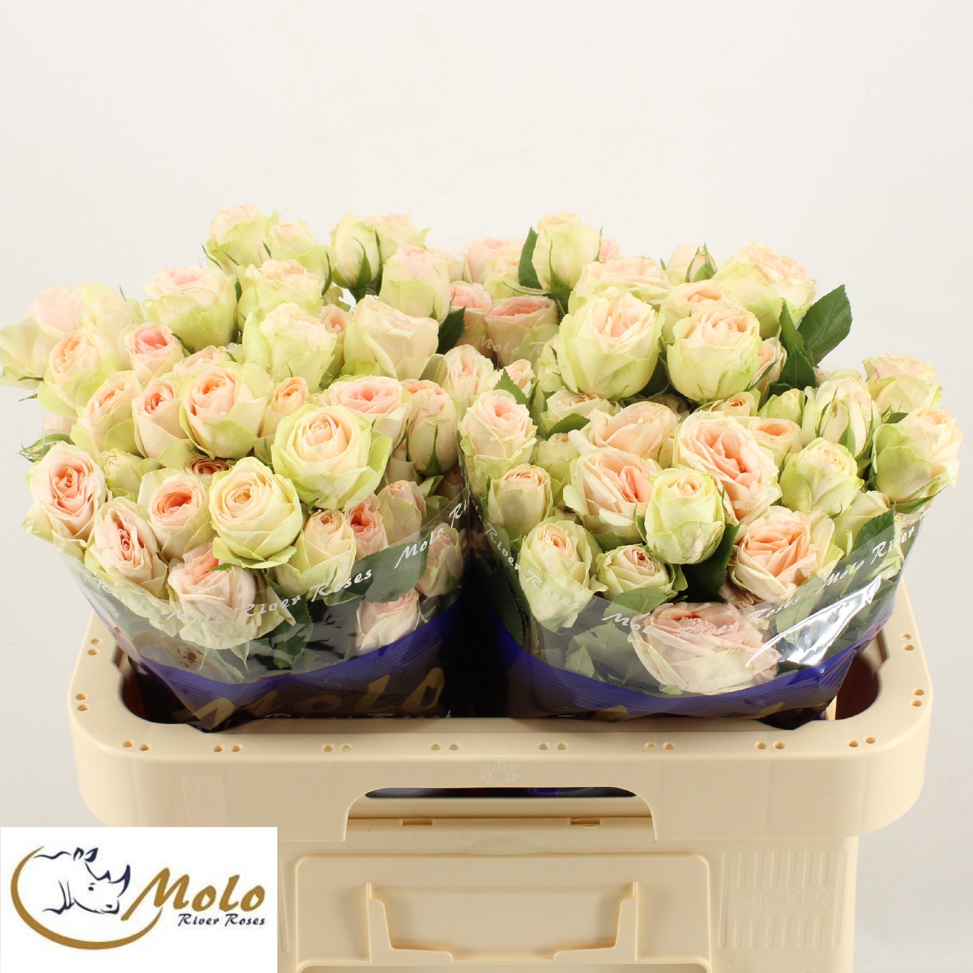 Rosa Spray Inger Kristine 60cm