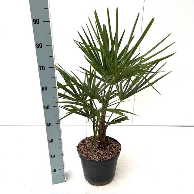 Picture of Trachycarpus fortunei C7.5 60-80