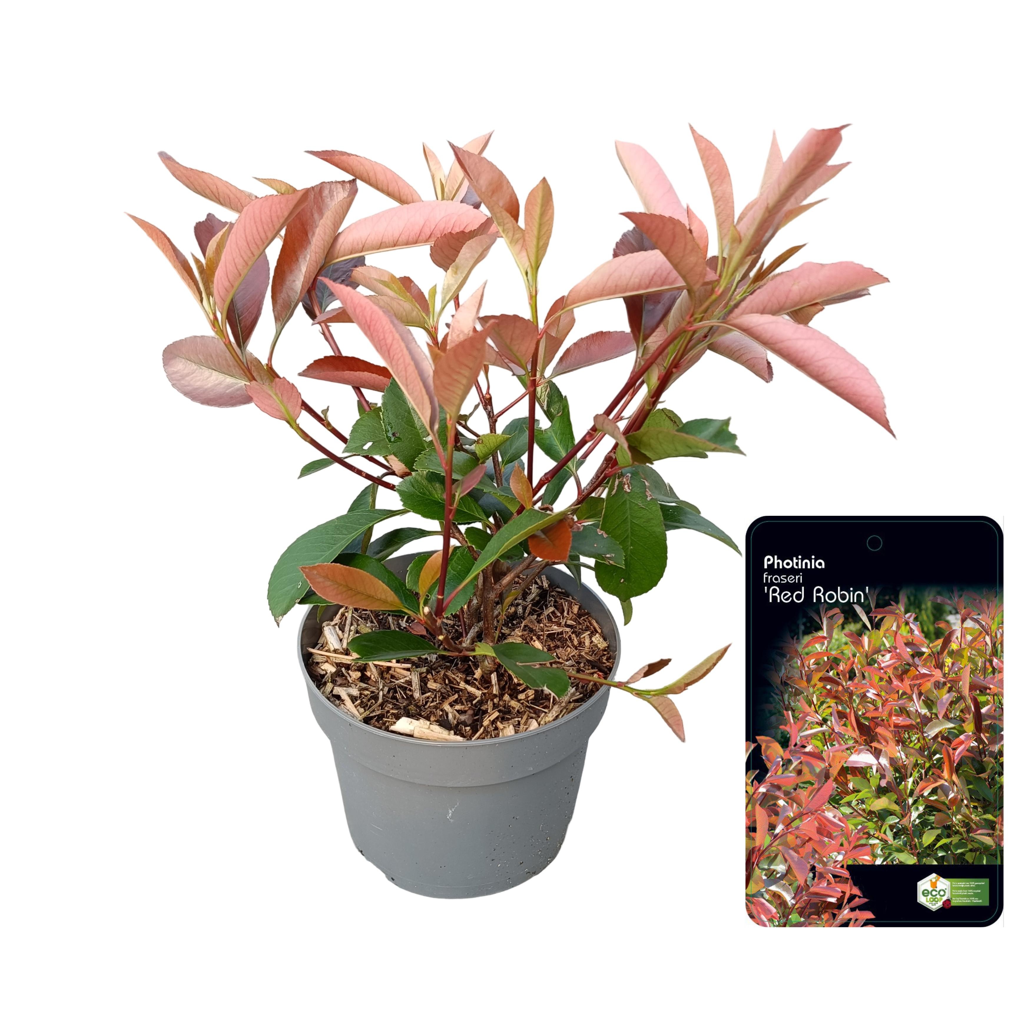 Picture of Photinia fraseri 'Red Robin' C2