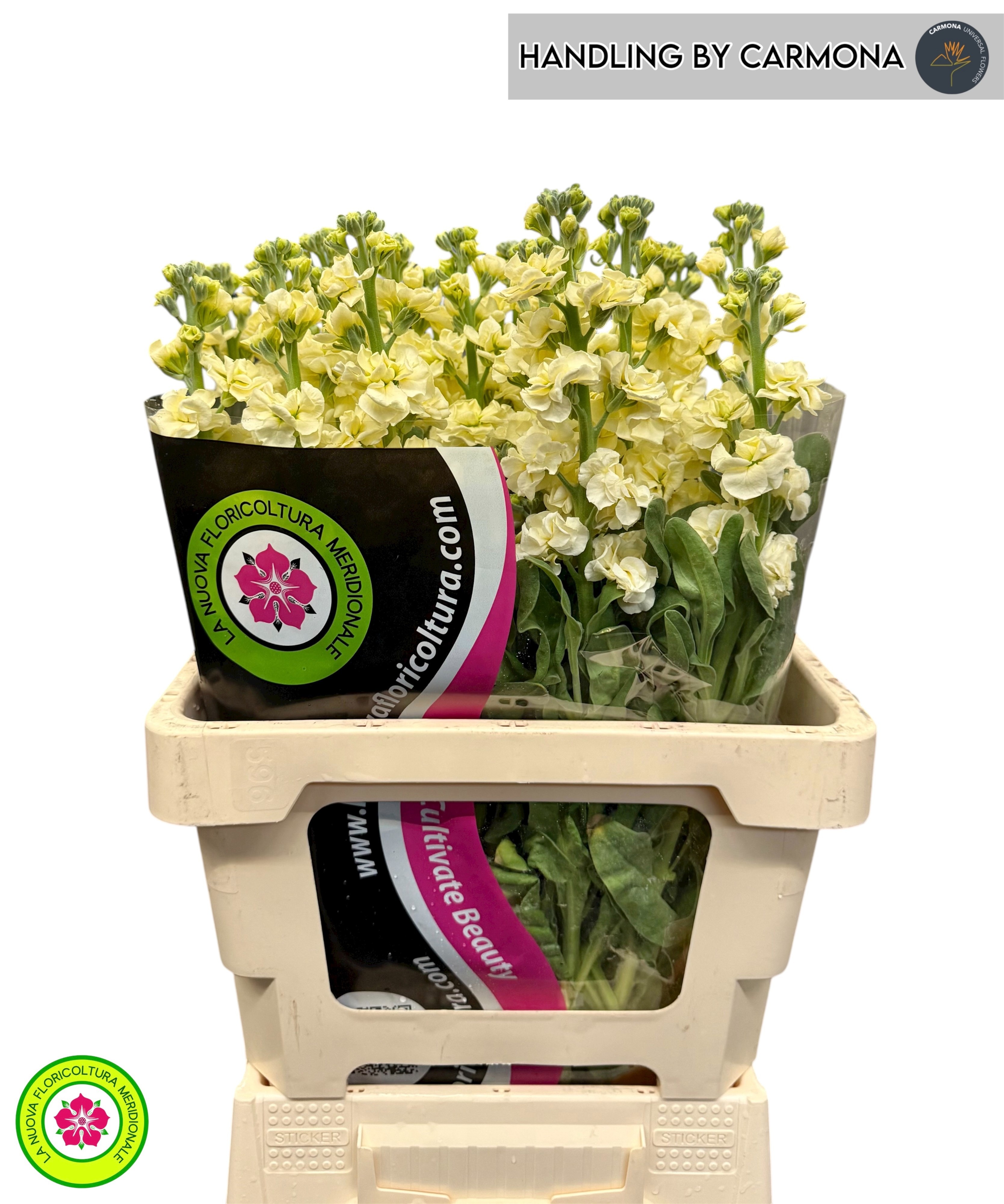 Matthiola Iron Yellow 60cm