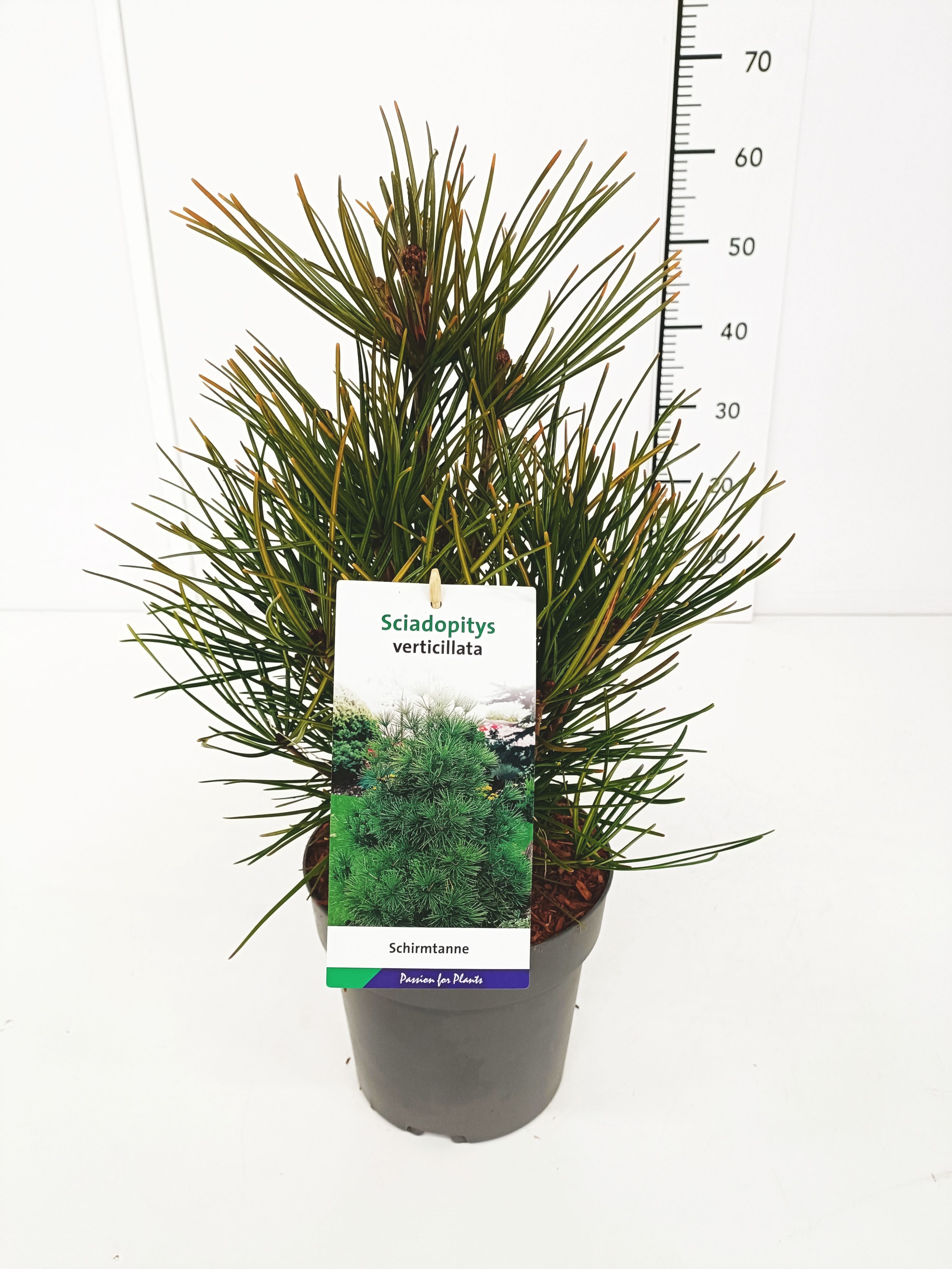 Picture of Sciadopitys verticillata 25-30C3