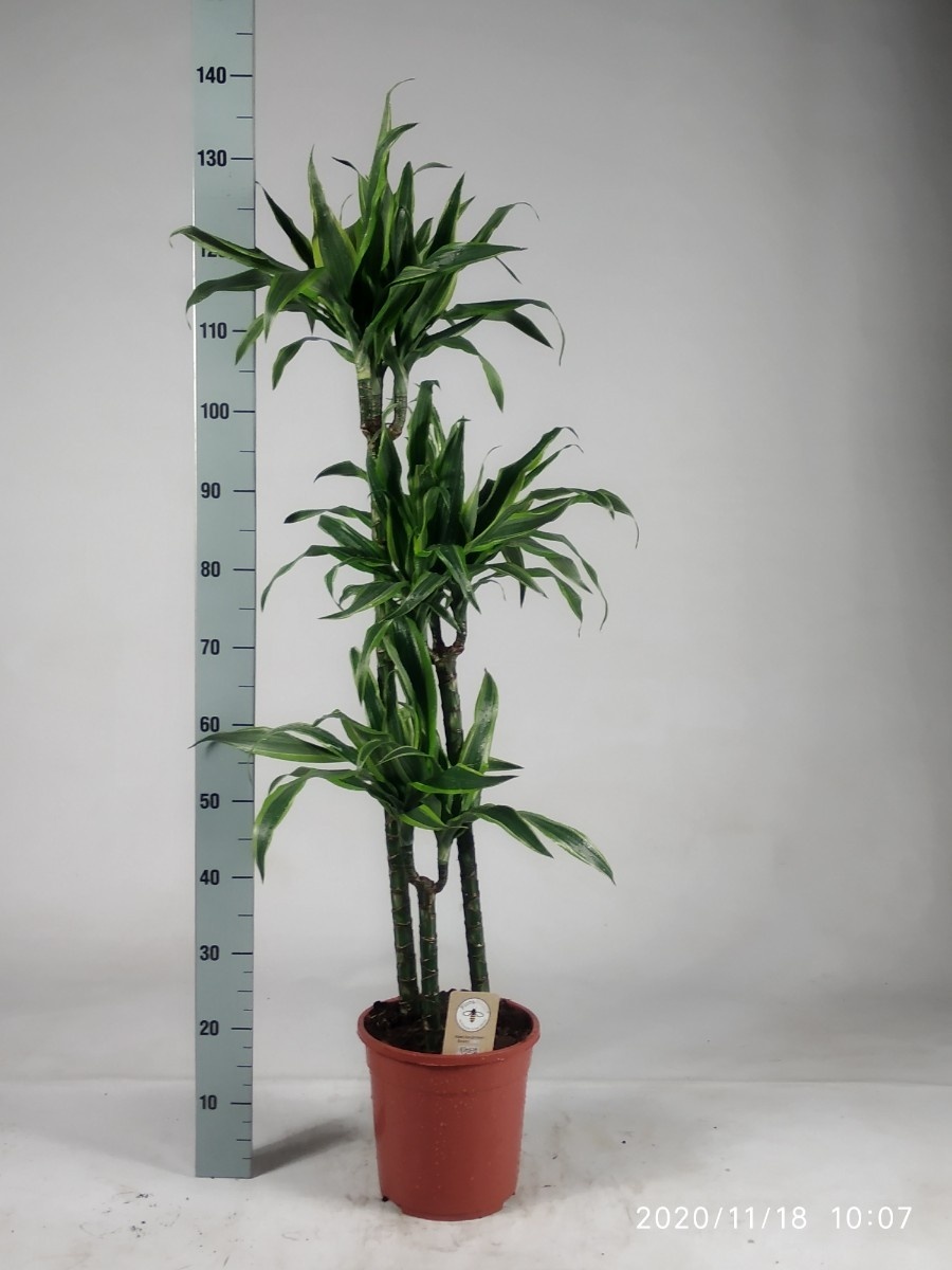 Dra De Lemon Lime 24Ø 135cm
