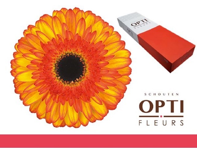 Gerbera Spotlight