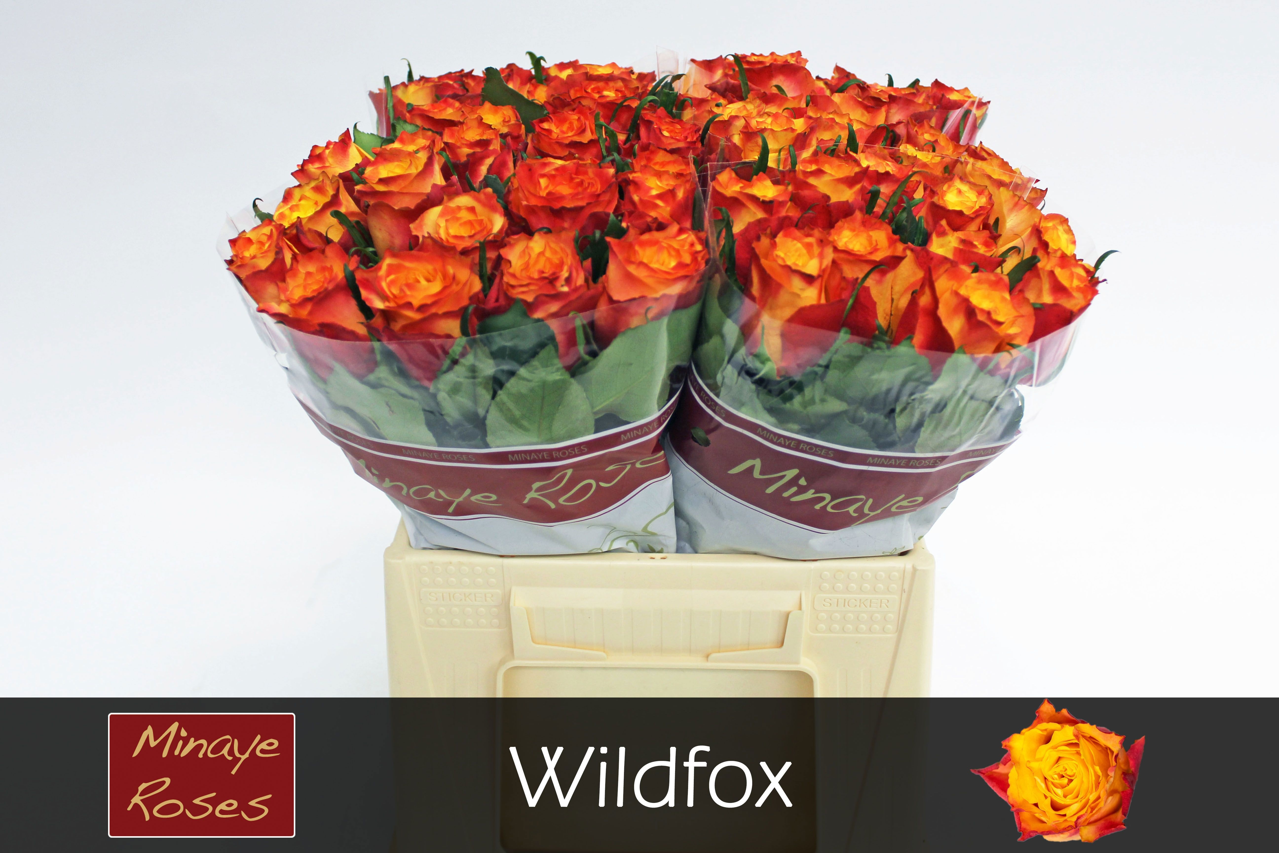 R Gr Wildfox