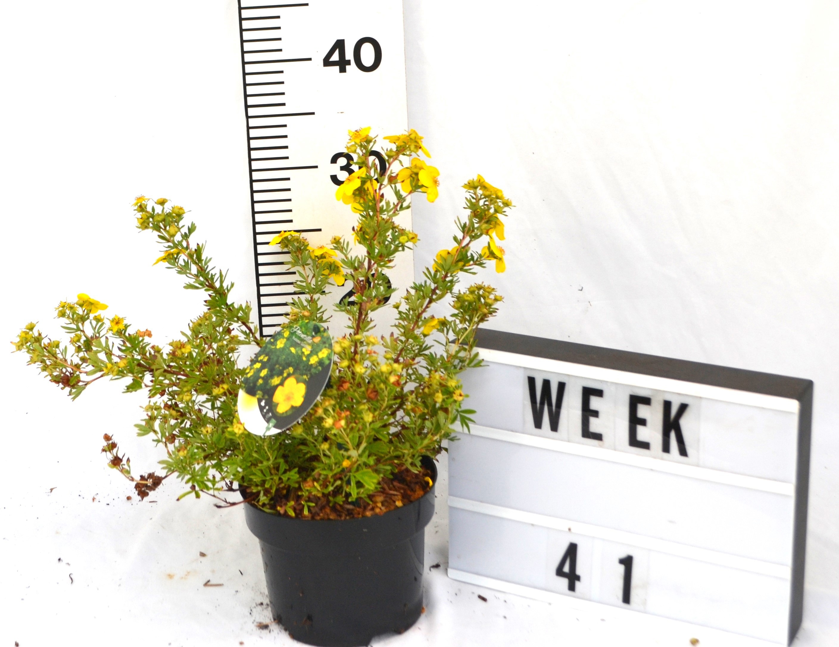 Potentilla f. 'Goldfinger'
