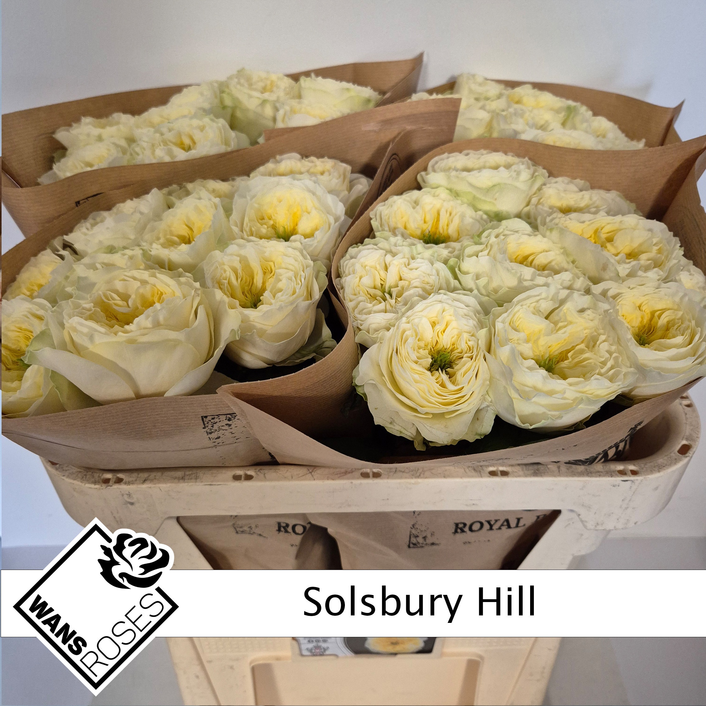 Rosa Garden Solsbury Hill 70cm
