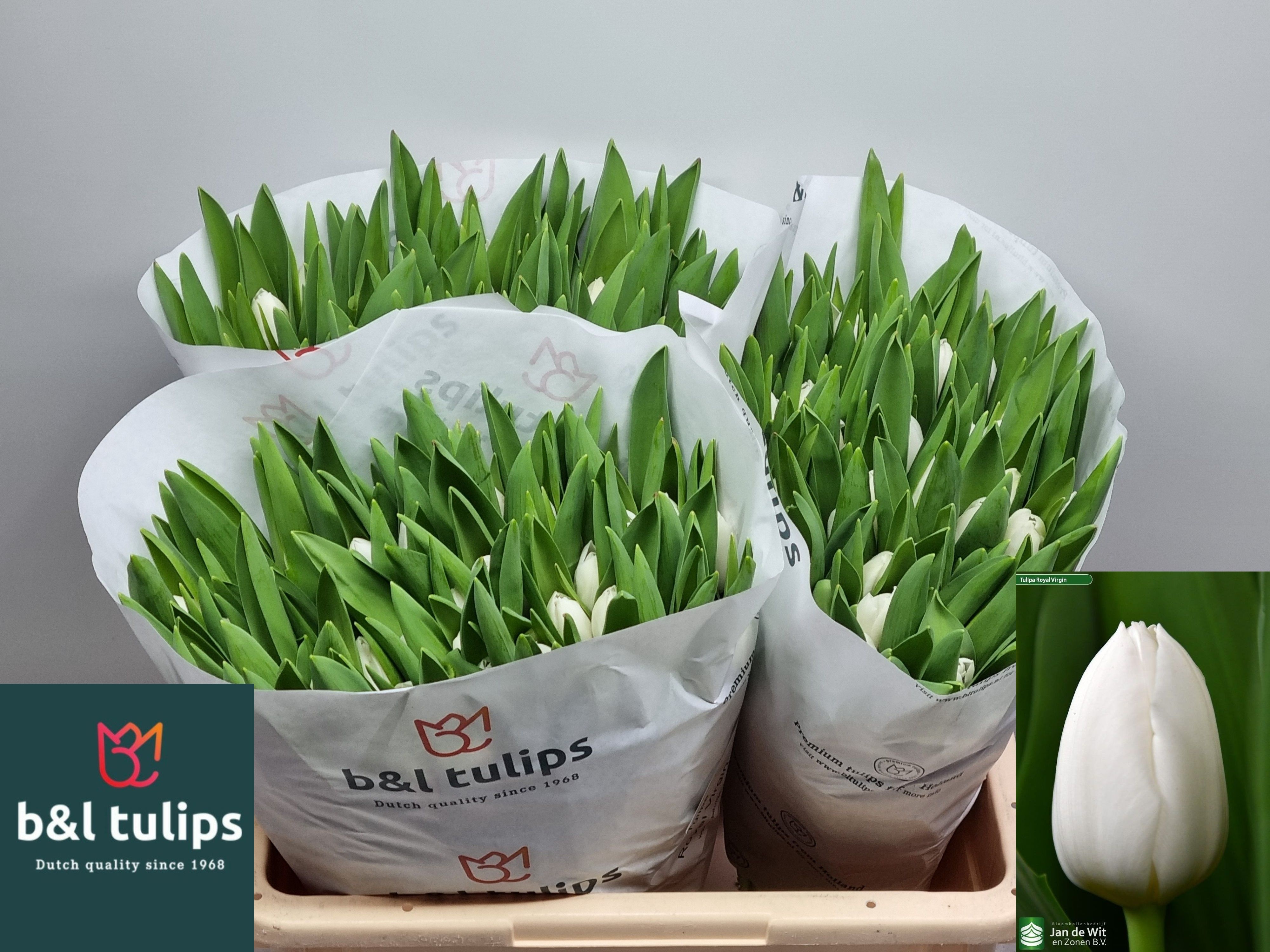 Tulipa Royal Virgin 38cm 40gram