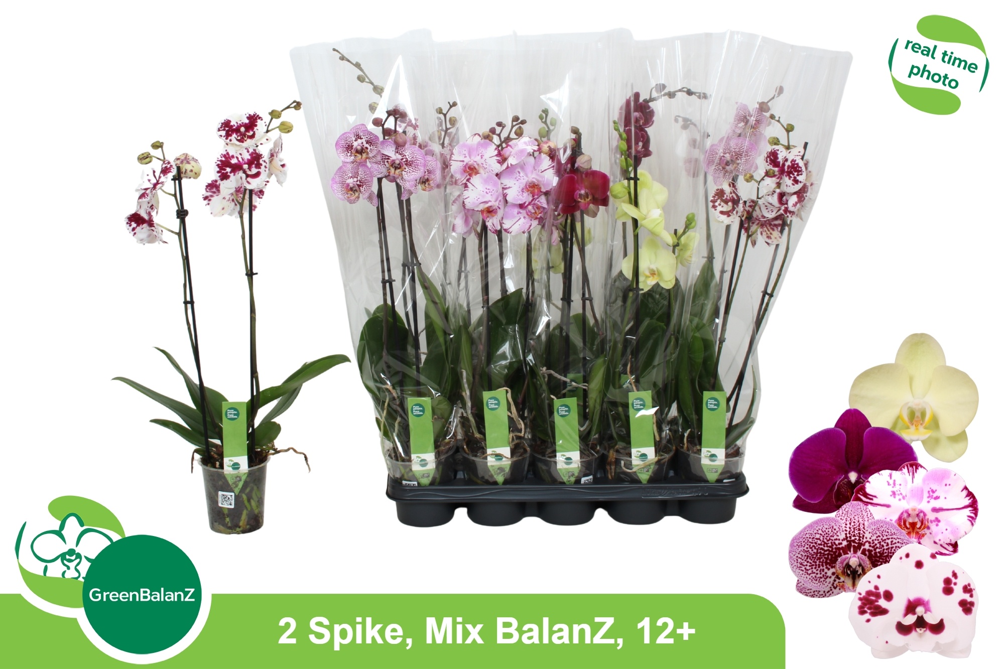 Phalaenopsis Asst 12Ø 65cm