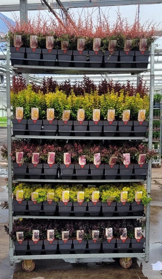 Picture of Mixcc Berberis in varieties