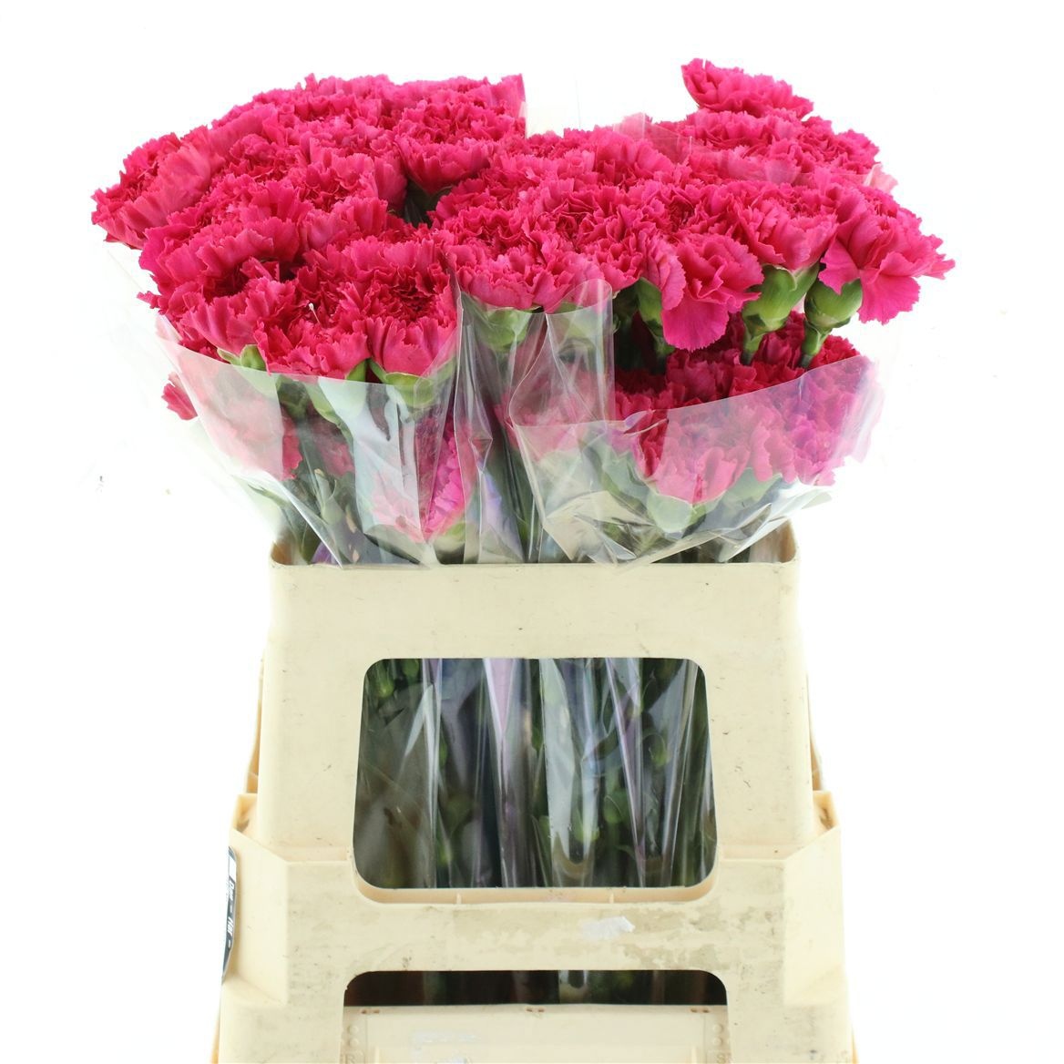 Dianthus St Bizet 50cm