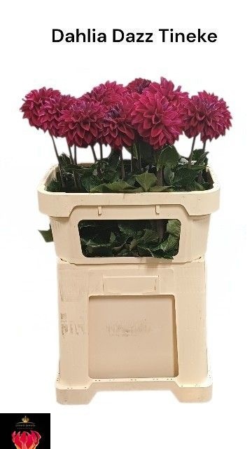 Dahl Dazz Tineke 70cm