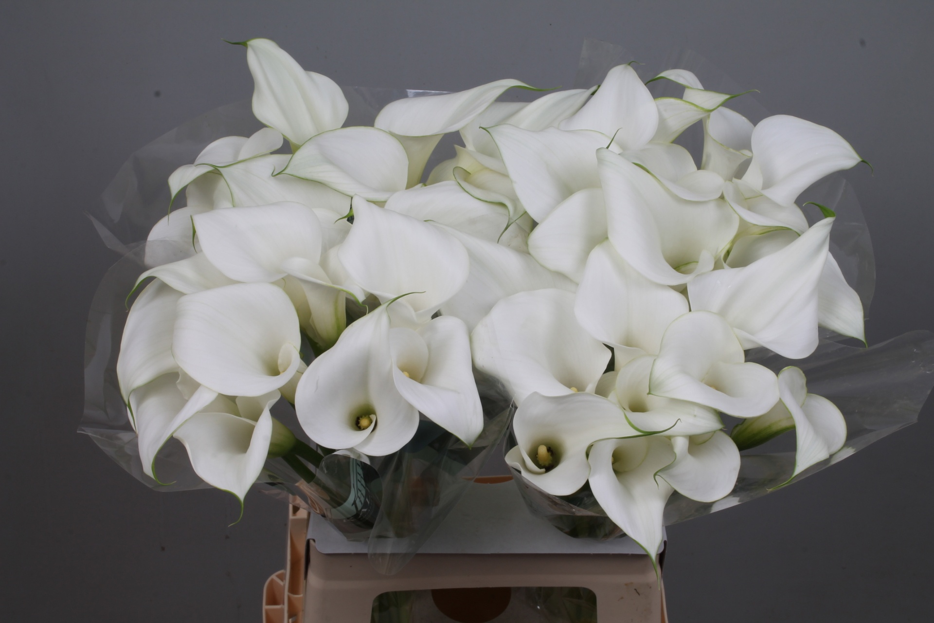 Calla Pure Art 65cm