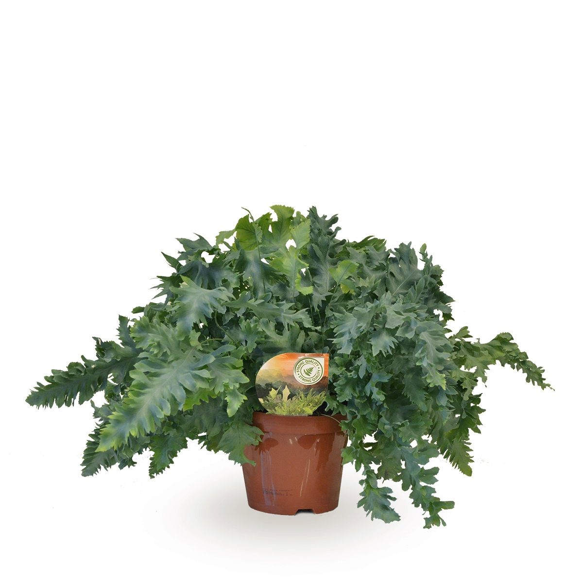 Phlebodium aureum Davana