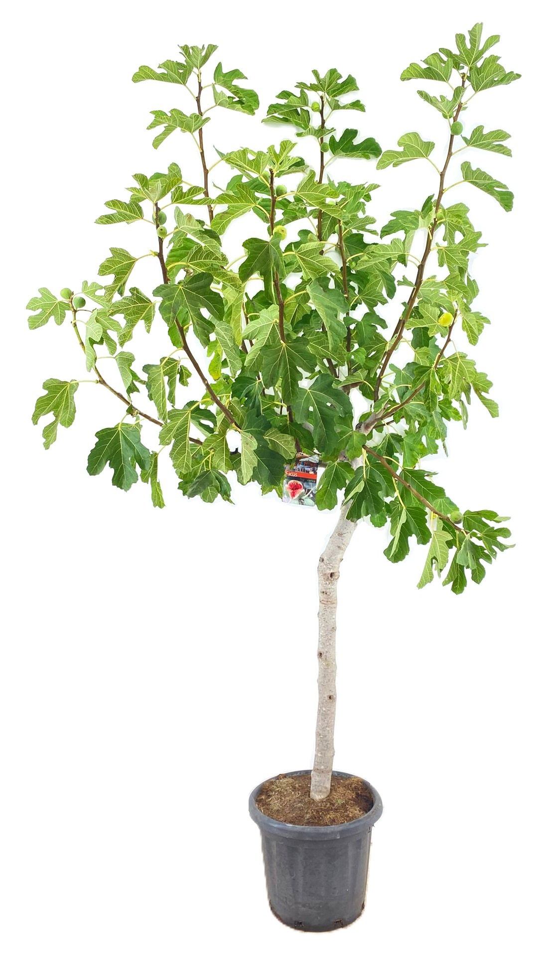 Ficus carica