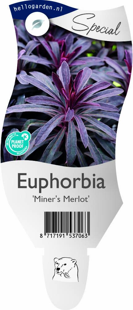 Euphorbia Miner's Merlot ('KMMM024')