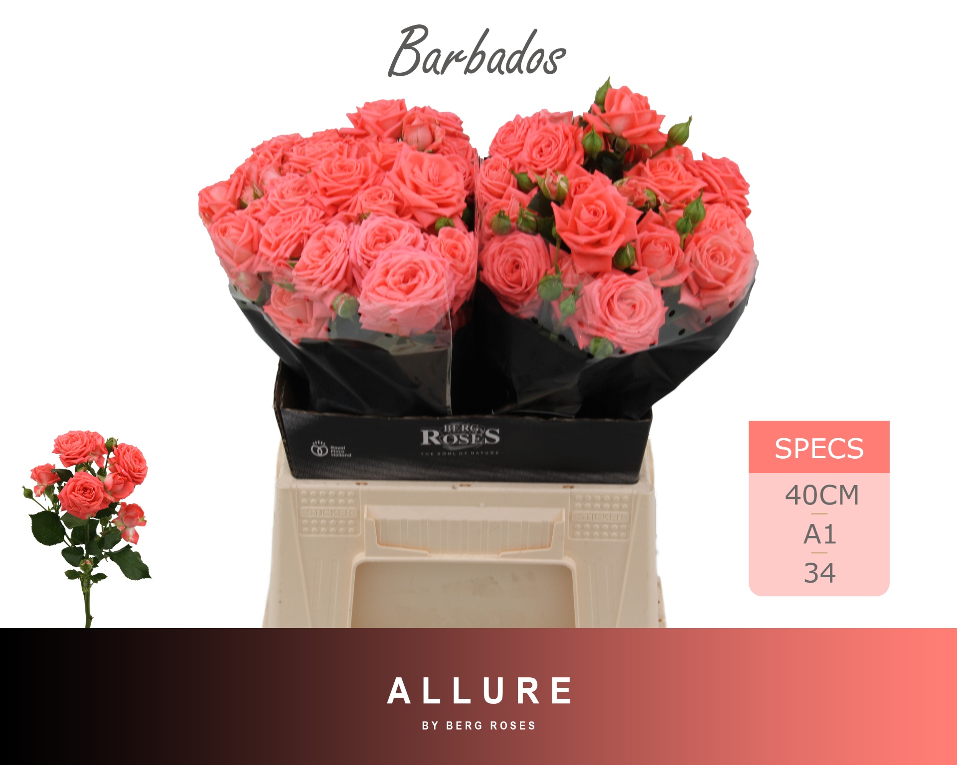 Rosa Spr Barbados 40cm