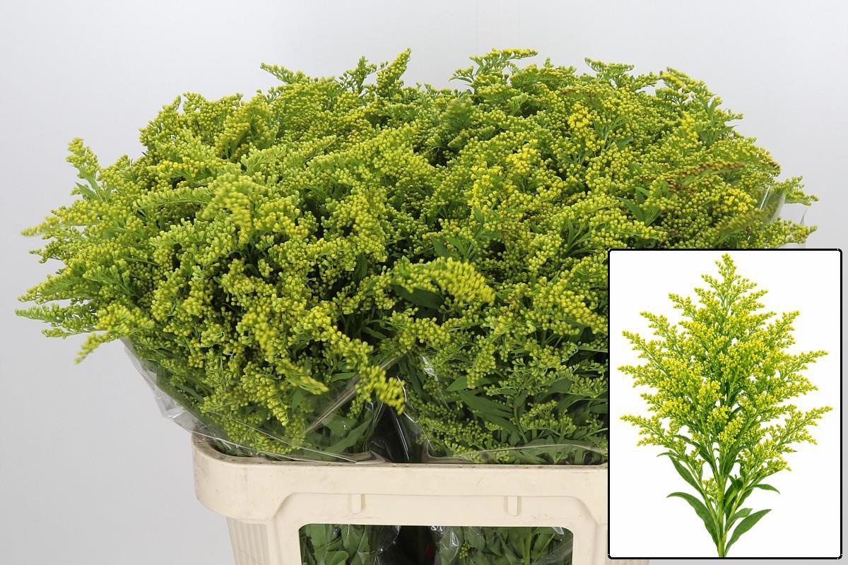 Solidago Golden Glory 80cm 40gram