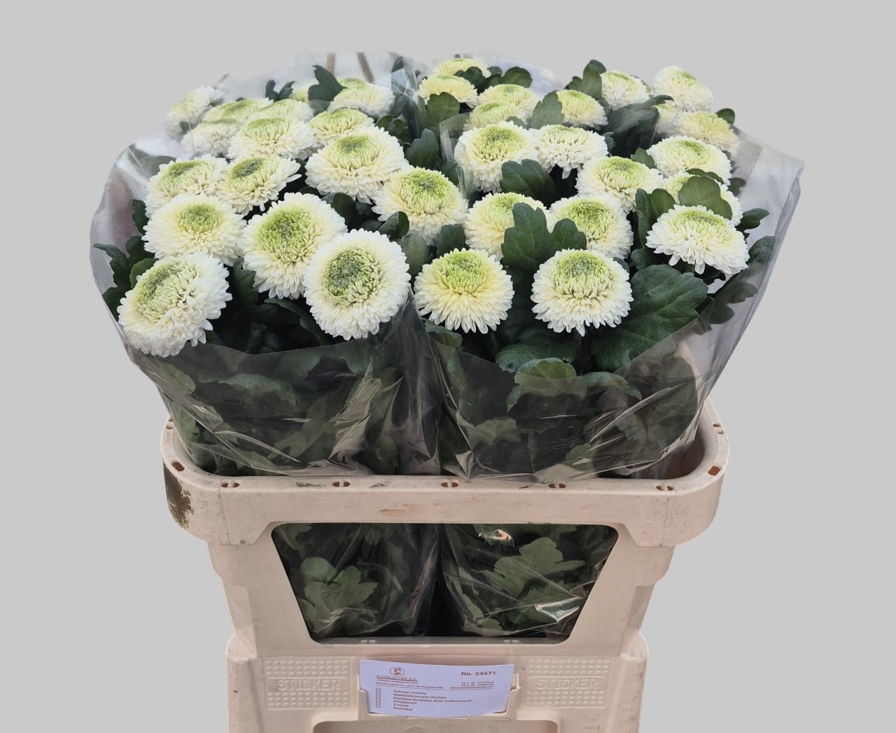 Chrysanthemum Single Boris Becker 80cm 90gram