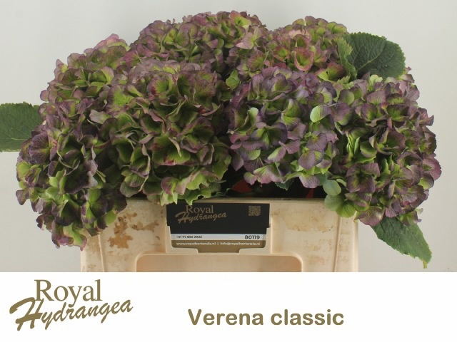 Hydrangea Verena Classic Blue 50cm 21Ø